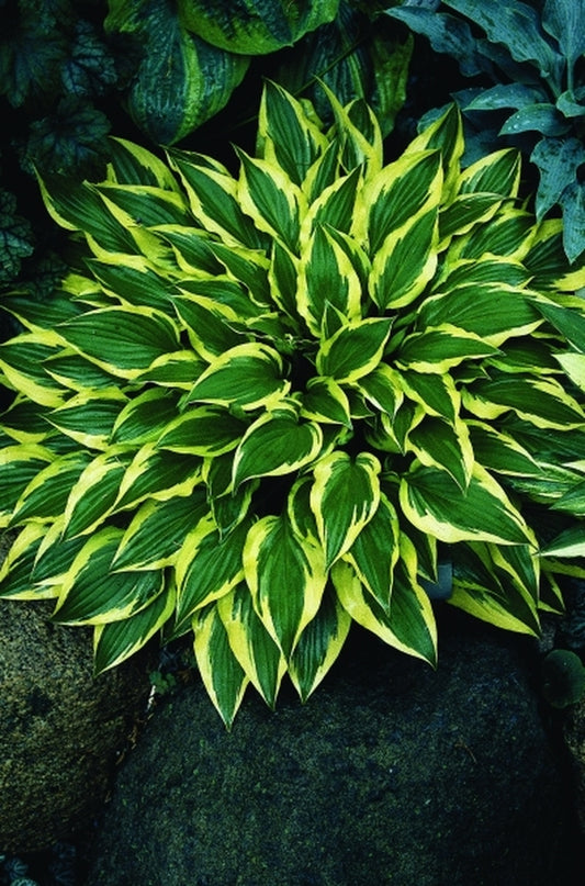 Image of Hosta 'Bob Olson'|D. Dean Gdn, MN|