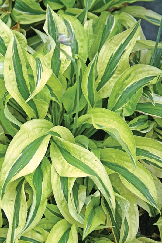 Image of Hosta 'Cabaret'|Juniper Level Botanic Gdn, NC|JLBG