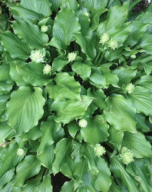 Image of Hosta 'Caesar Salad'|Juniper Level Botanic Gdn, NC|JLBG