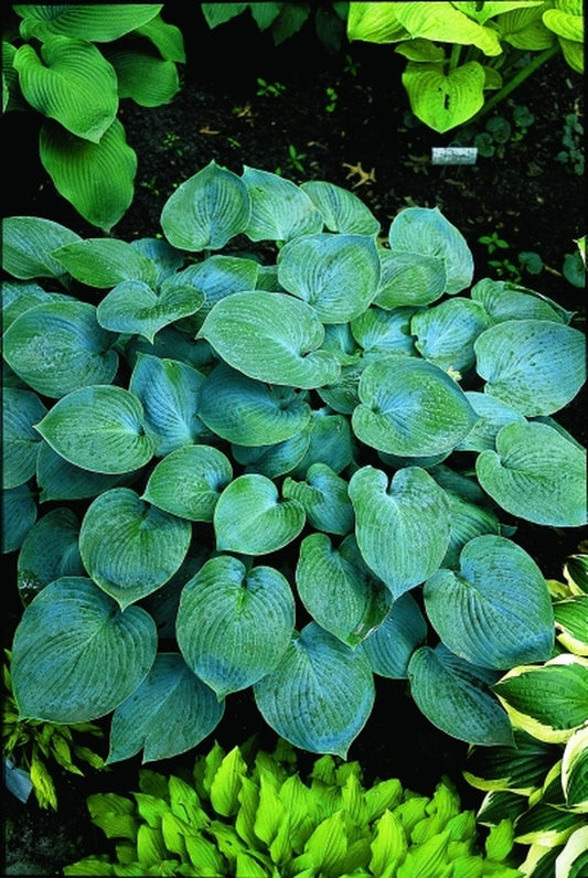 Image of Hosta 'Camelot'|D. Dean Gdn, MN|