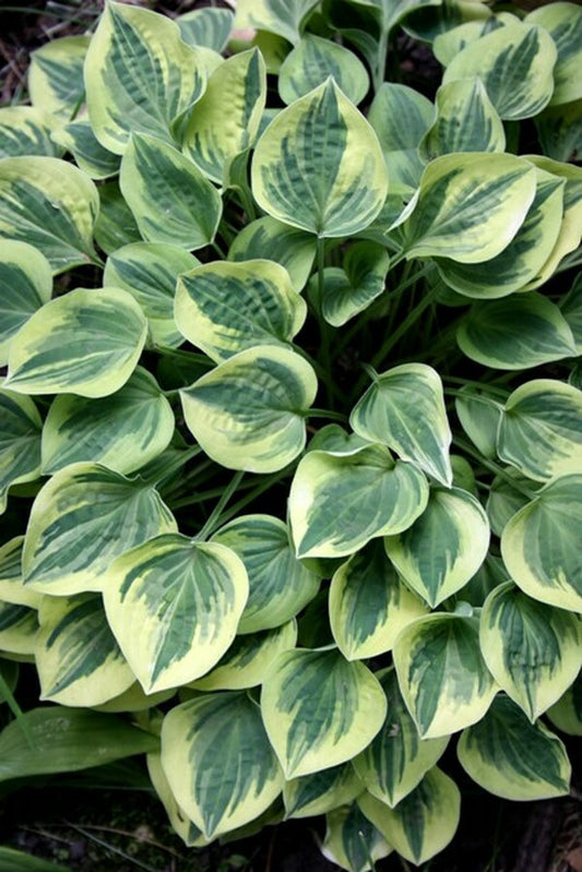 Image of Hosta 'Cameo'|H. Hansen Gdn, MN|