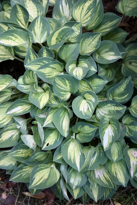 Image of Hosta 'Cherish'||