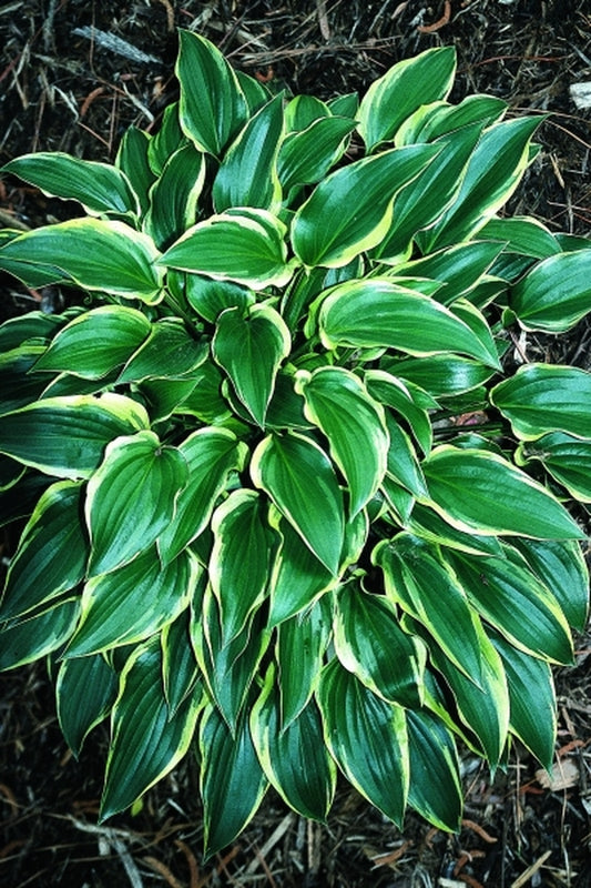 Image of Hosta 'Childhood Sweetheart'|Juniper Level Botanic Gdn, NC|JLBG