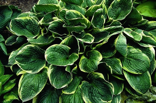 Image of Hosta 'Christmas Tree'|R. Hornbaker Gdn, IL|