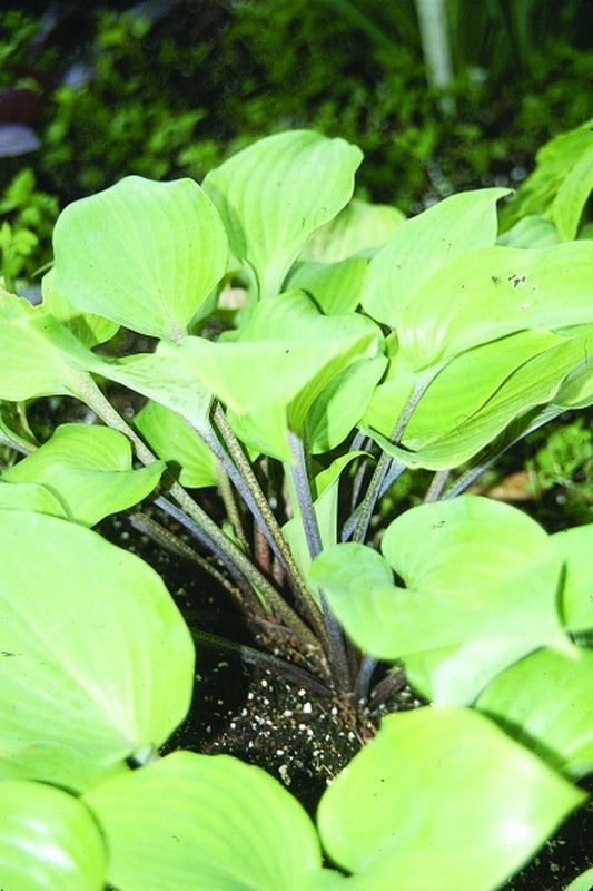 Image of Hosta 'Cinnamon Sticks'|V. Wade Gdn, OH|