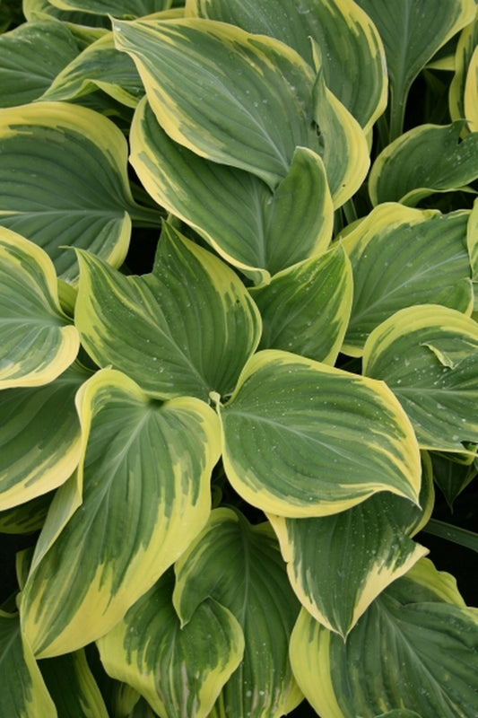 Image of Hosta 'Clifford's Forest Fire' PP 17,644|Juniper Level Botanic Gdn, NC|JLBG