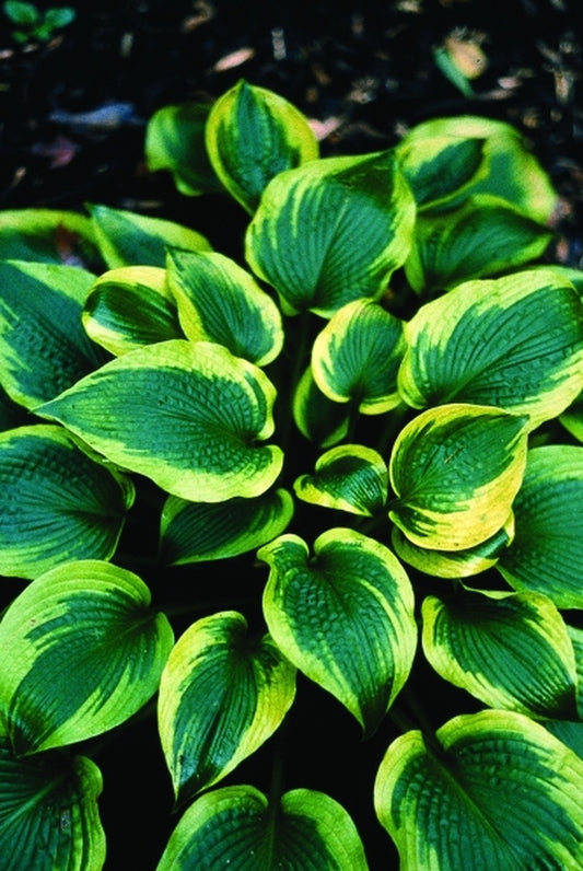 Image of Hosta 'Climax'|Juniper Level Botanic Gdn, NC|JLBG
