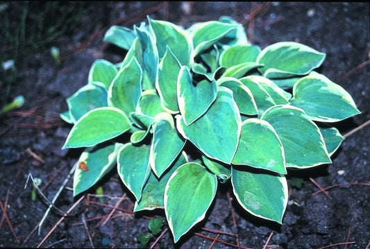 Image of Hosta 'Country Mouse'|H. Hansen Gdn, MN|H. Hansen