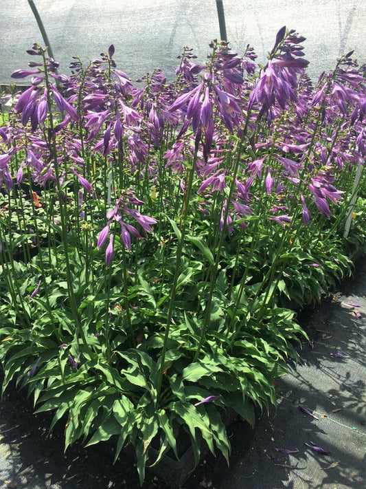 Image of Hosta 'Cowlick'||C. Hardison