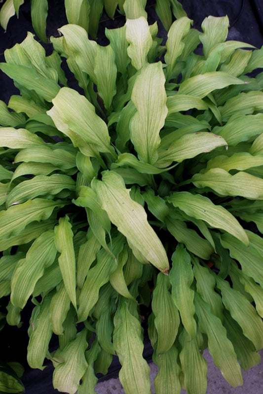 Image of Hosta 'Curly Fries'taken at Walters Gardens, MI