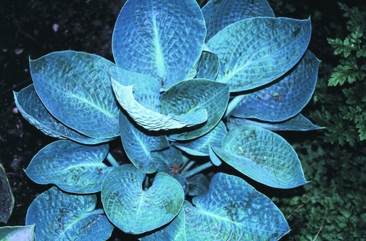 Image of Hosta 'Deep Blue Sea'|H. Hansen Gdn, MN|H. Hansen