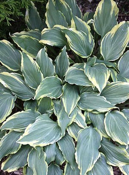 Image of Hosta 'Deliverance'|Juniper Level Botanic Gdn, NC|JLBG