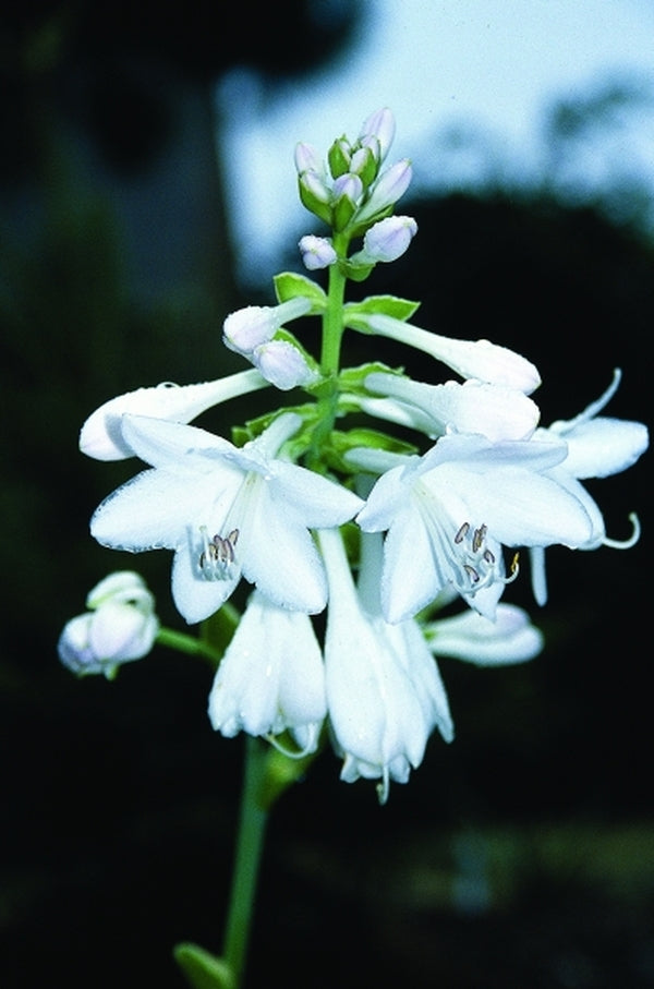 Image of Hosta 'Diana Remembered'|Juniper Level Botanic Gdn, NC|JLBG