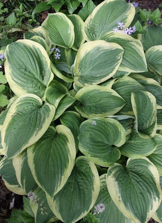 Image of Hosta 'Diana Remembered'|H. Hansen Gdn, MN|