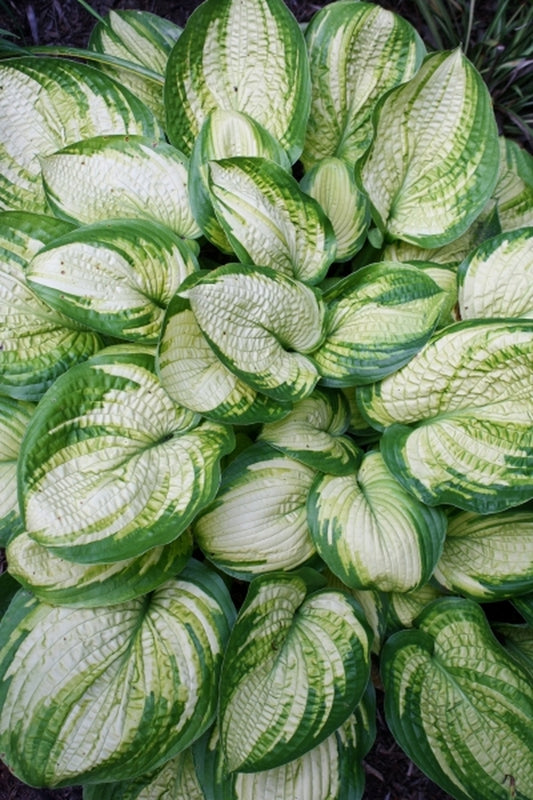 Image of Hosta 'Dick Ward'|Juniper Level Botanic Gdn, NC|JLBG