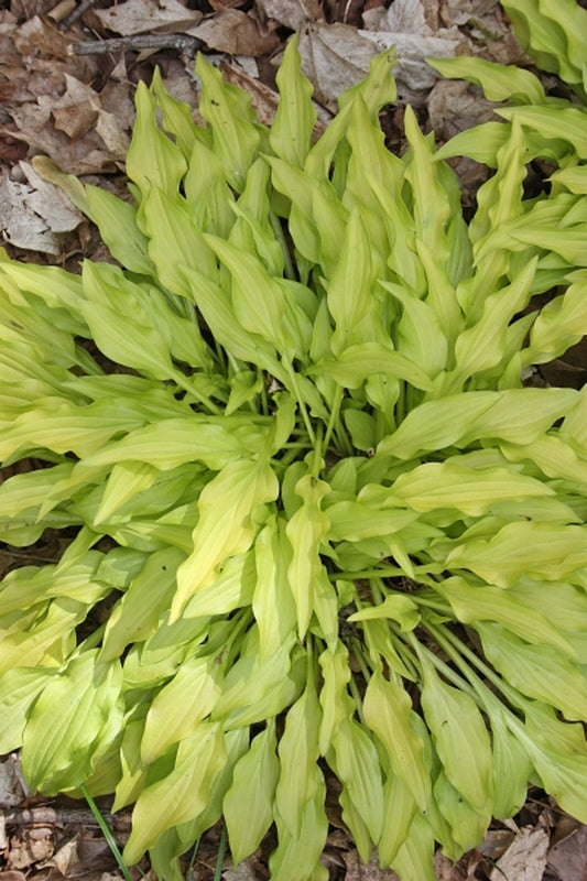 Image of Hosta 'Dragon Tails'|Juniper Level Botanic Gdn, NC|JLBG