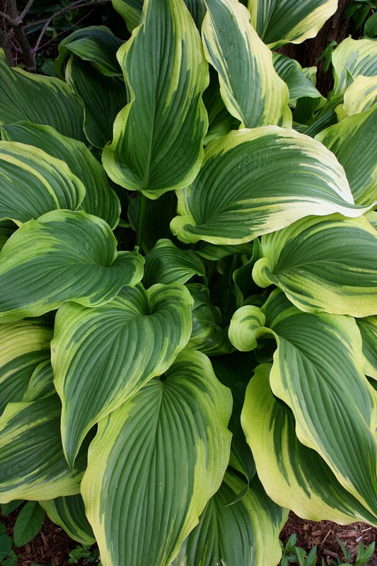 Image of Hosta 'Ebb Tide'||