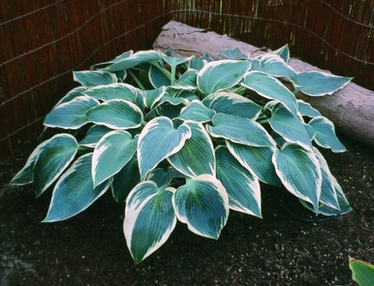 Image of Hosta 'El Nino' PP 14,632, EUPVR|Holland|De Vroomen