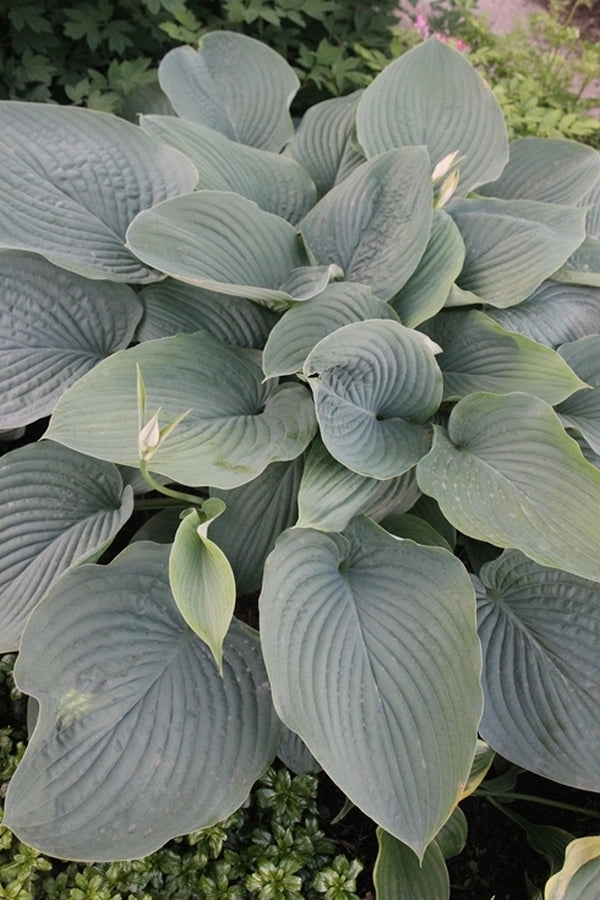 Image of Hosta 'Empress Wu' PP 20,774 taken at Walters Gardens, MI by T. Avent