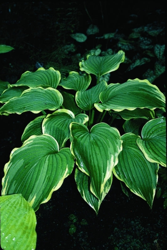 Image of Hosta 'Eventide'|D. Dean Gdn, MN|