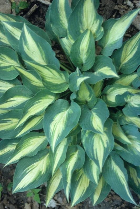 Image of Hosta 'Extasy'|H. Hansen Gdn, MN|H. Hansen