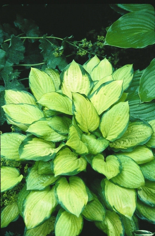Image of Hosta 'Fan Dance'|D. Dean Gdn, MN|