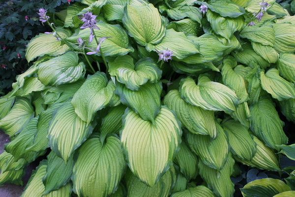 Image of Hosta 'First Dance' PPAF|Walters Gardens, MI|T. Avent