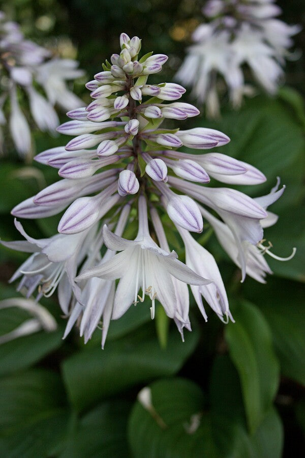Image of Hosta 'Floramora'|Juniper Level Botanic Gdn, NC|JLBG