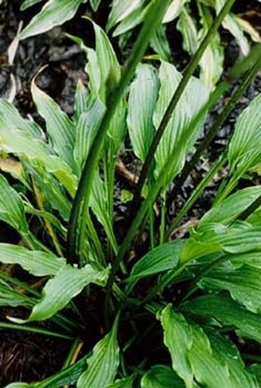 Image of Hosta 'Fourth of July'|Juniper Level Botanic Gdn, NC|JLBG