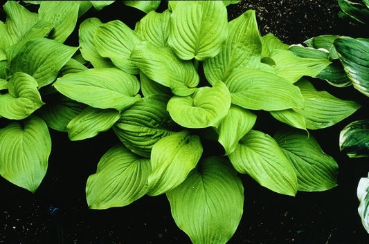Image of Hosta 'Fried Bananas'|H. Hansen Gdn, MN|H. Hansen