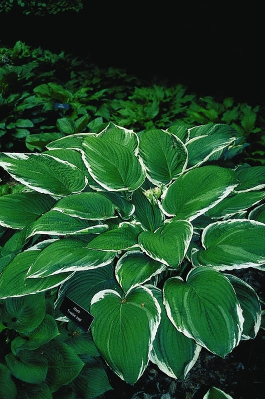 Image of Hosta 'Frosted Jade'|Minnesota Landscape Arboretum, MN|