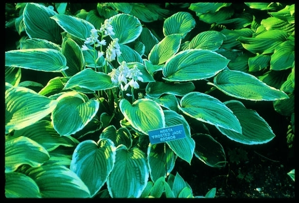 Image of Hosta 'Frosted Jade'|Minnesota Landscape Arboretum, MN|