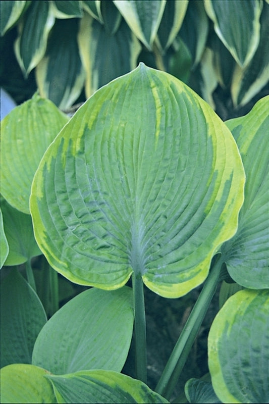Image of Hosta 'Garden Treasure'|Q & Z Nsy, IL|Q&Z Nursery