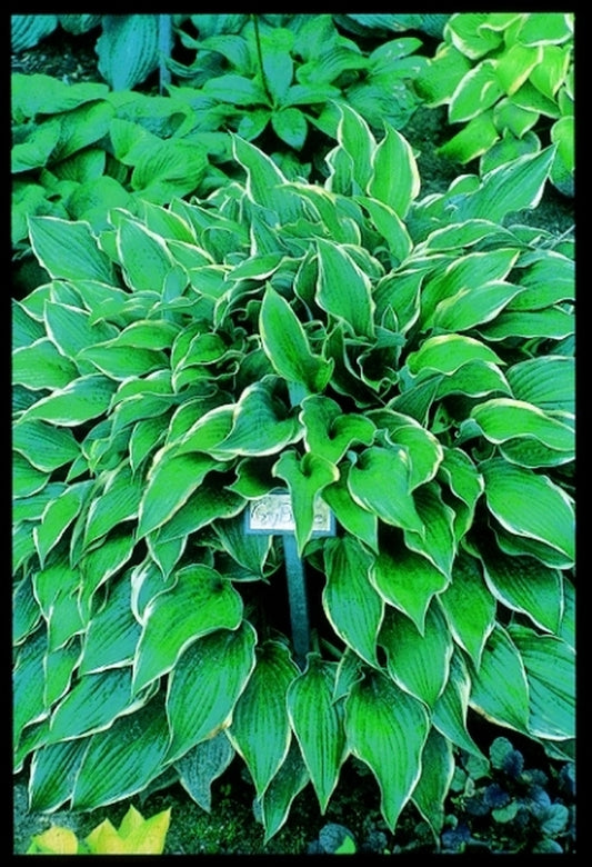 Image of Hosta 'Gay Blade'|D. Ward Gdn, OH|