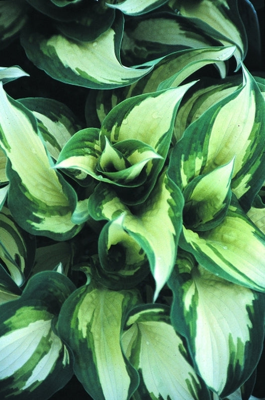Image of Hosta 'Ghost Spirit'|Juniper Level Botanic Gdn, NC|JLBG