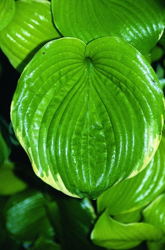 Image of Hosta 'Gin & Tonic'|Juniper Level Botanic Gdn, NC|JLBG