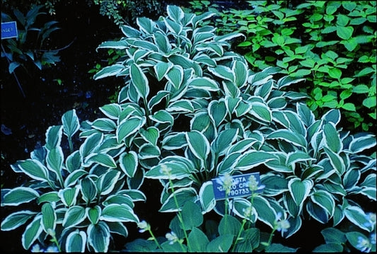 Image of Hosta 'Ginko Craig'|Minnesota Landscape Arboretum, MN|