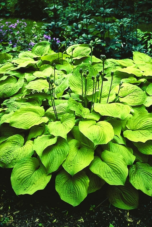 Image of Hosta 'Glory'|H. Hansen Gdn, MN|