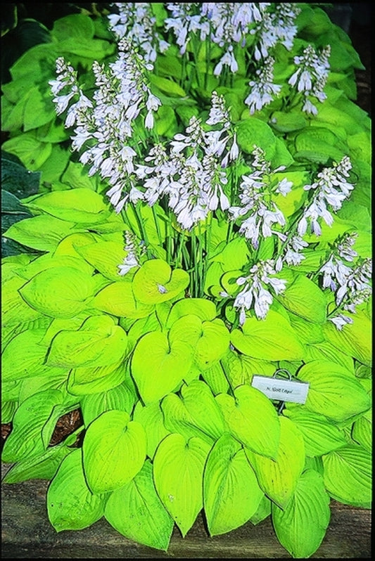 Image of Hosta 'Gold Edger'|Heuermann Gdn, IL|