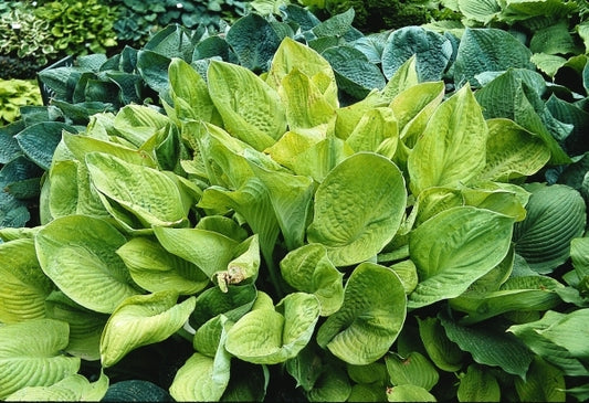 Image of Hosta 'Golden Torch'|V. Wade Gdn, OH|