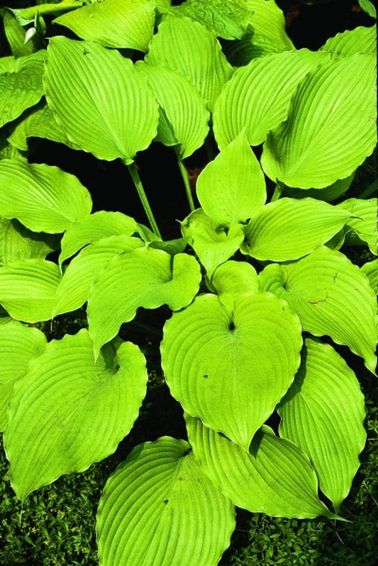 Image of Hosta 'Grand Canyon'|O. Petryszyn Gdn, IN|