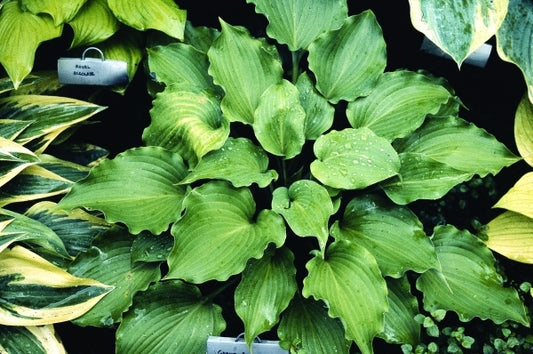 Image of Hosta 'Grand Slam'|D. Dean Gdn, MN|