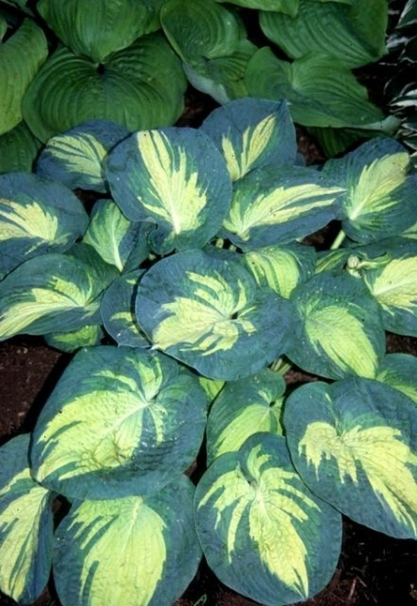 Image of Hosta 'Great Expectations'|Indiana Gdn|