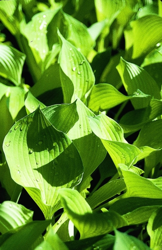 Image of Hosta 'Grey Ghost'|Green Hill Farm, NC|
