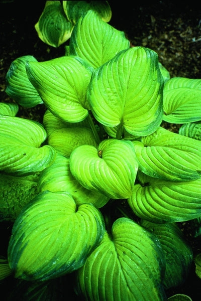 hosta guacamole plant Learn about Hosta 'Guacamole' | B. Solberg 94