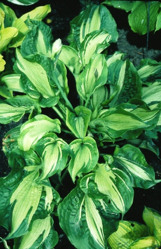 Image of Hosta 'Guardian Angel'|H. Gowen Gdn, MN|