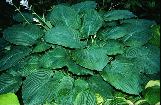 Image of Hosta 'Gunsmoke'|R. Herold Gdn, MA|