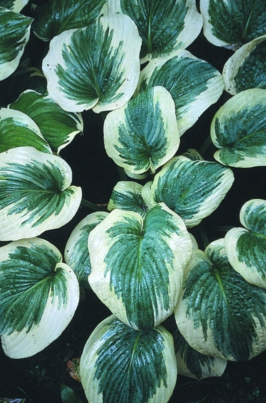 Image of Hosta 'Hampshire County'|D. van Eechaute Gdn, Belgium|