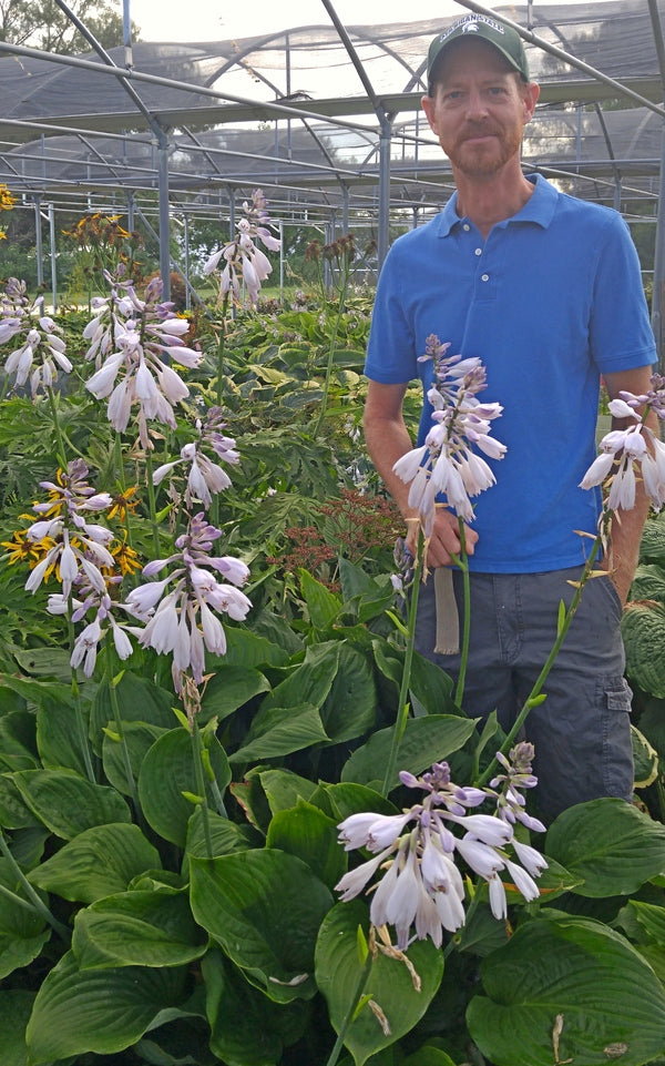 hans house of plants Learn about Hosta 'Hans Solo' | H. Hansen 18