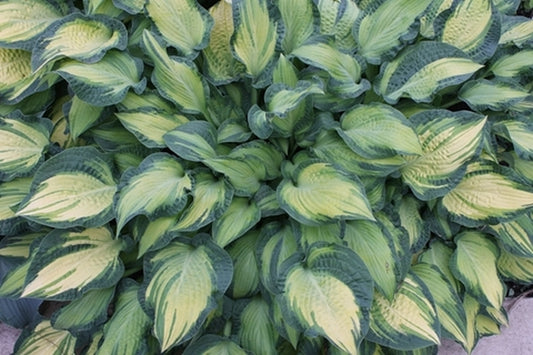 Image of Hosta 'Happy Dayz'|Walters Gardens, MI|